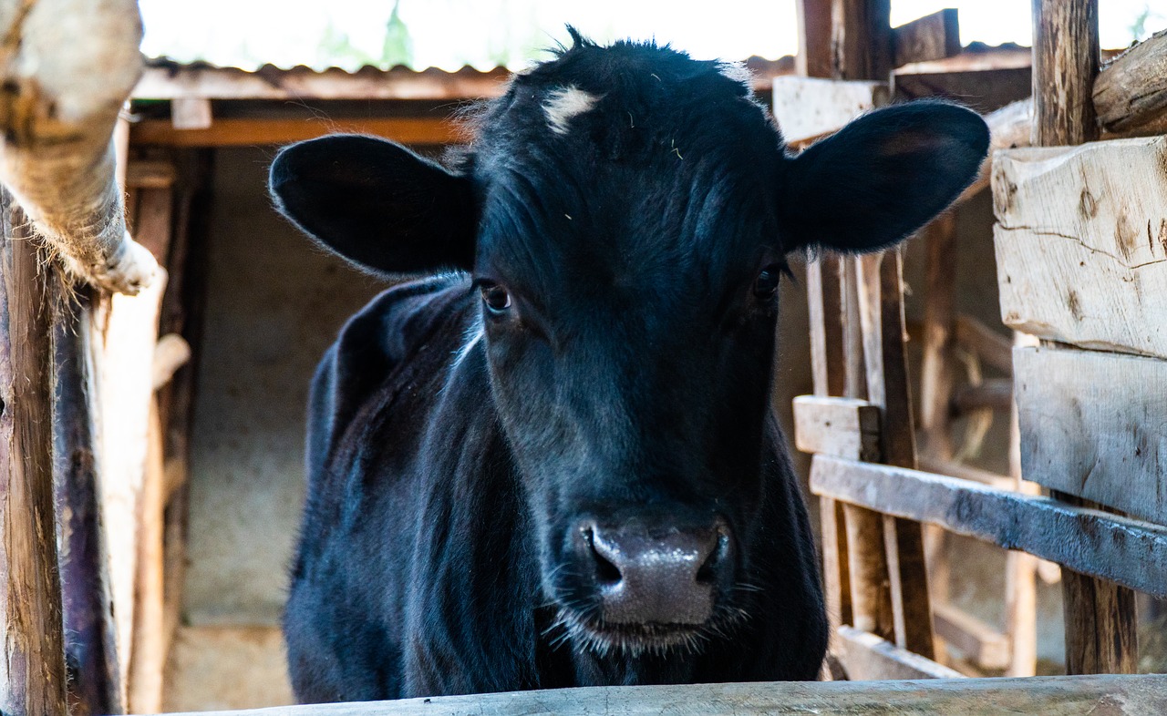 calf  cattle  cow free photo