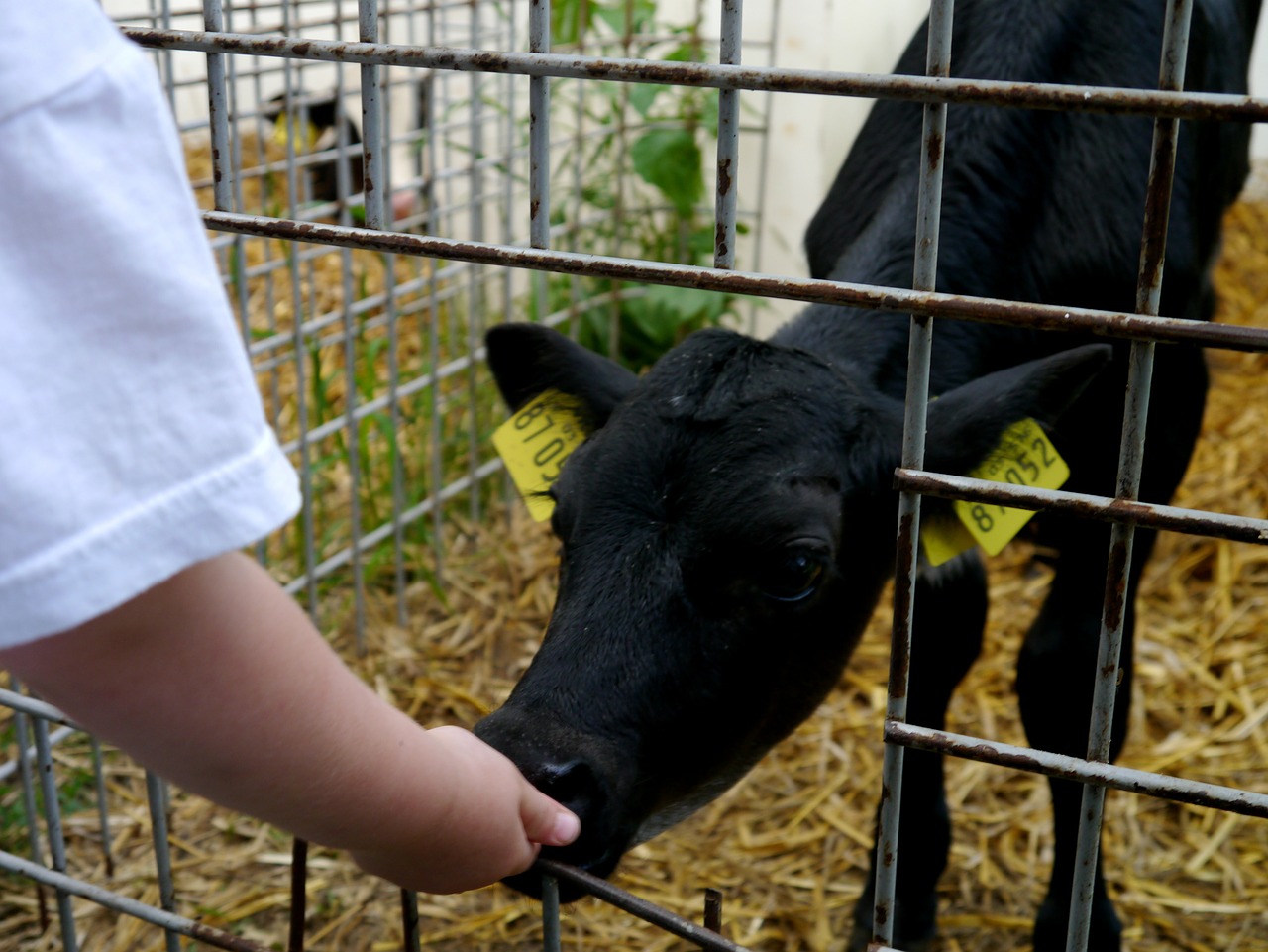 calf feed straw free photo