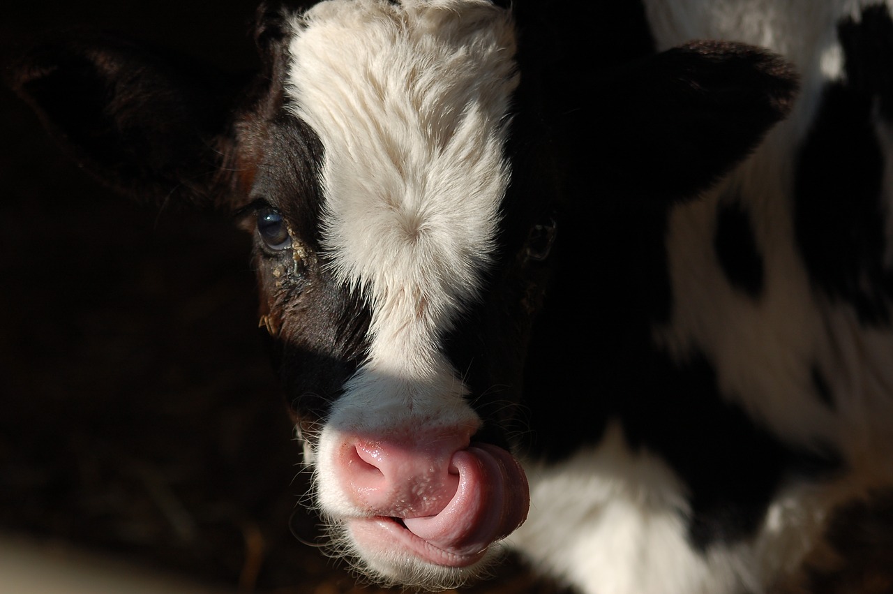 calf  language  livestock free photo