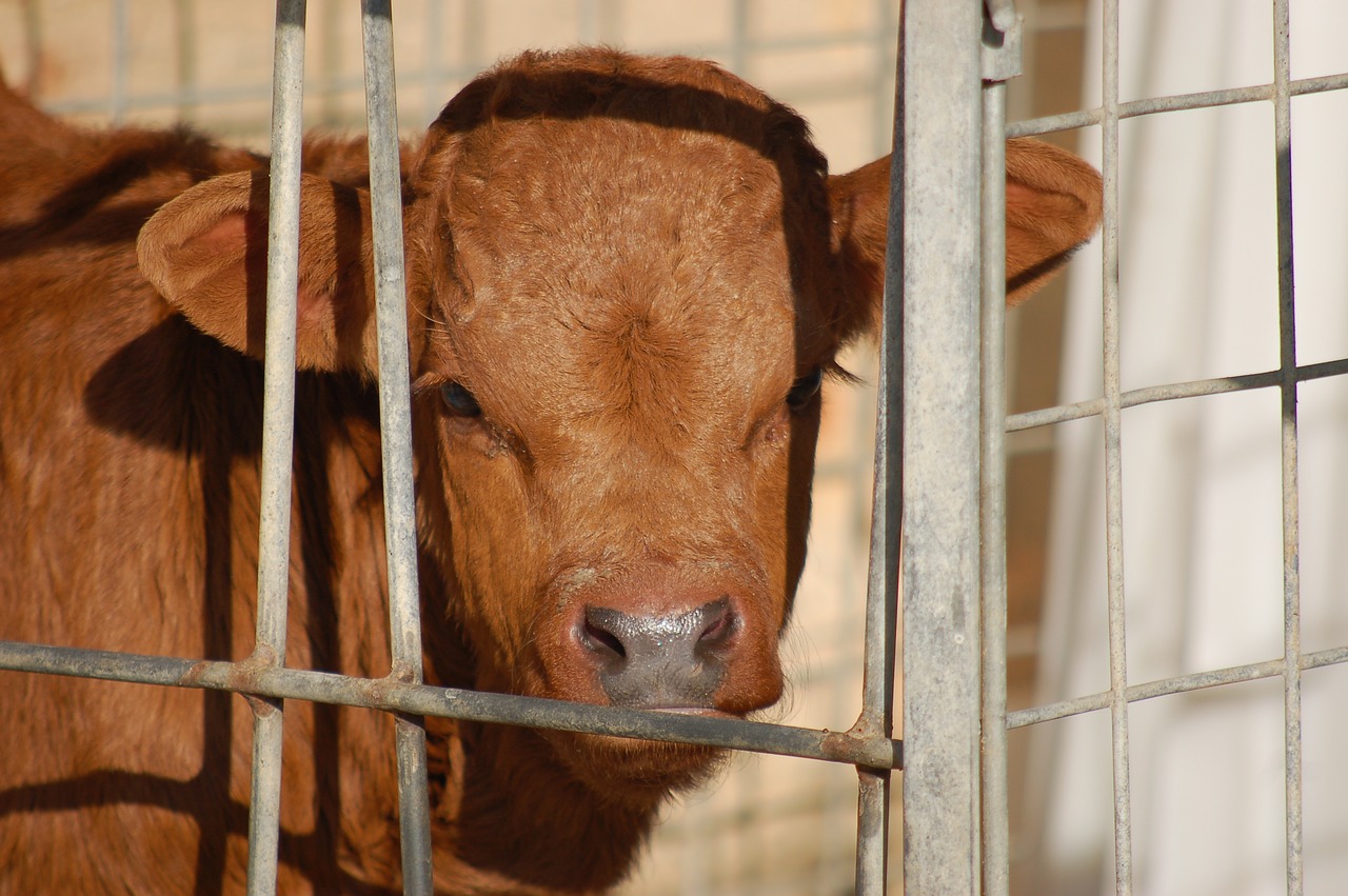 calf  cage  livestock free photo