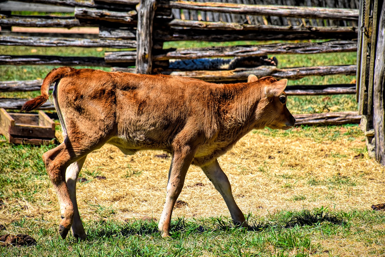 calf  farm  cow free photo