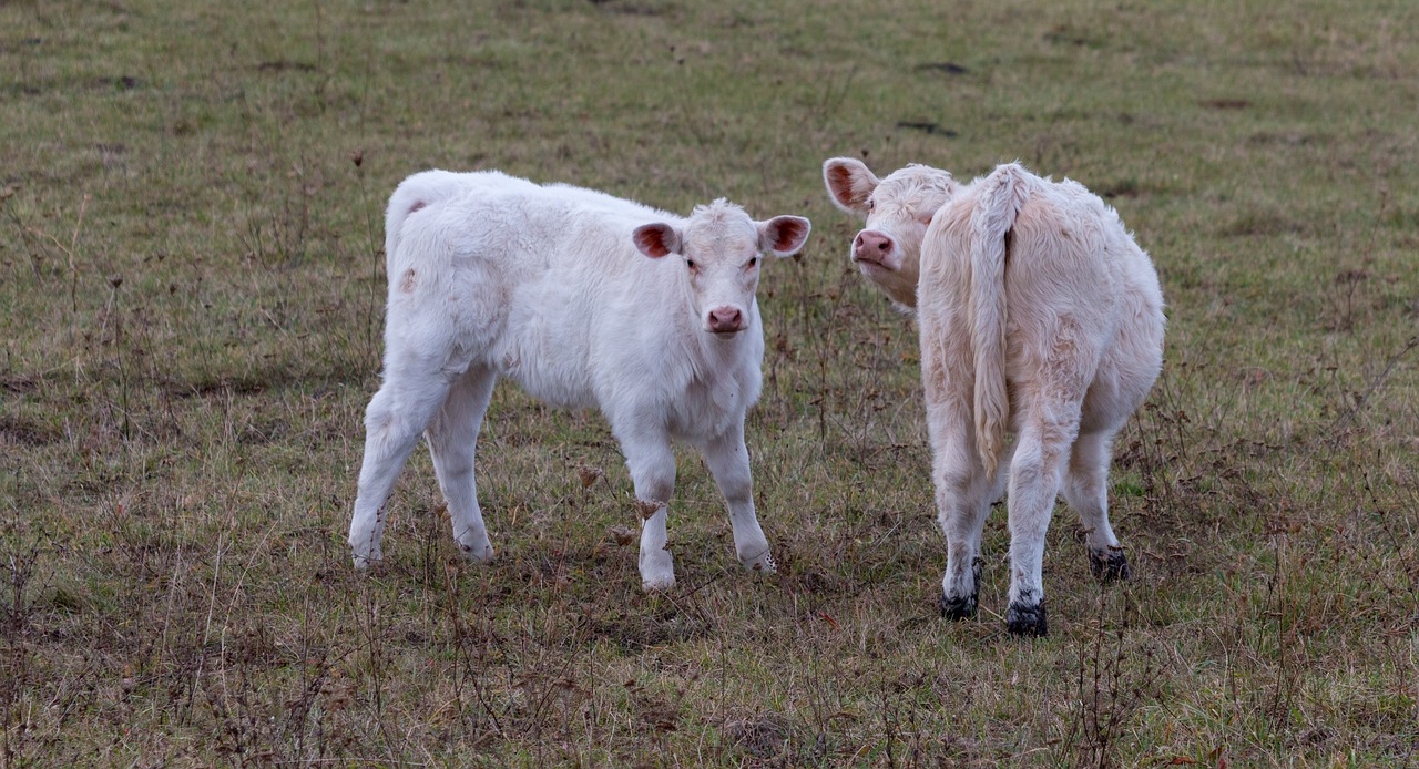 calf  calves  animal free photo