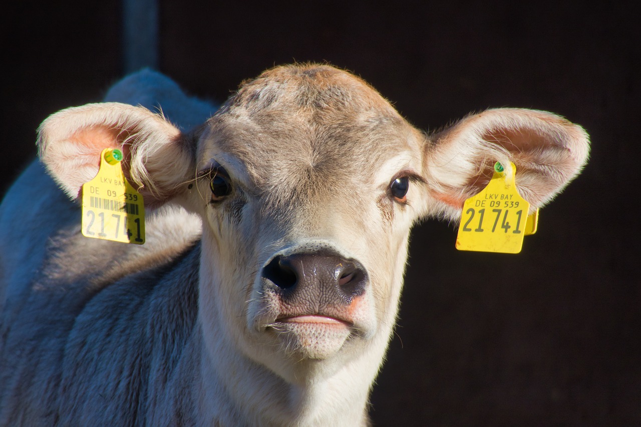 calf  calf's head  ears free photo