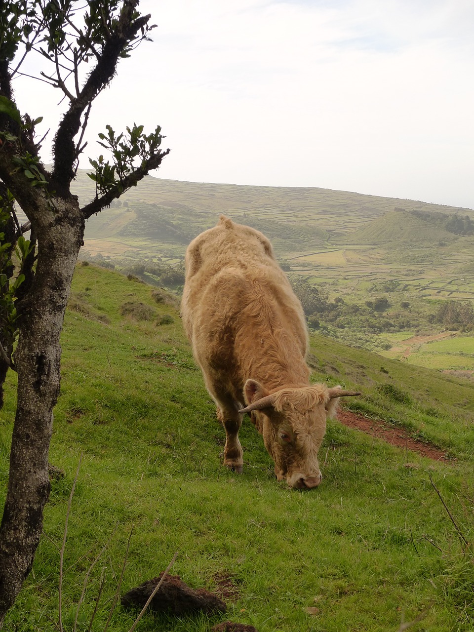 calf  vegan  animal rights free photo