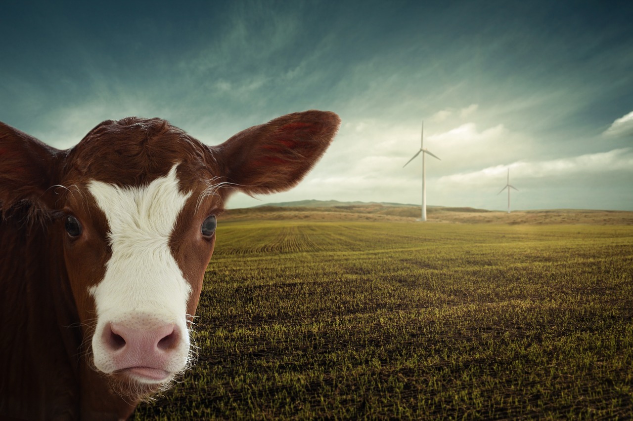 calf  renewable energy  windräder free photo