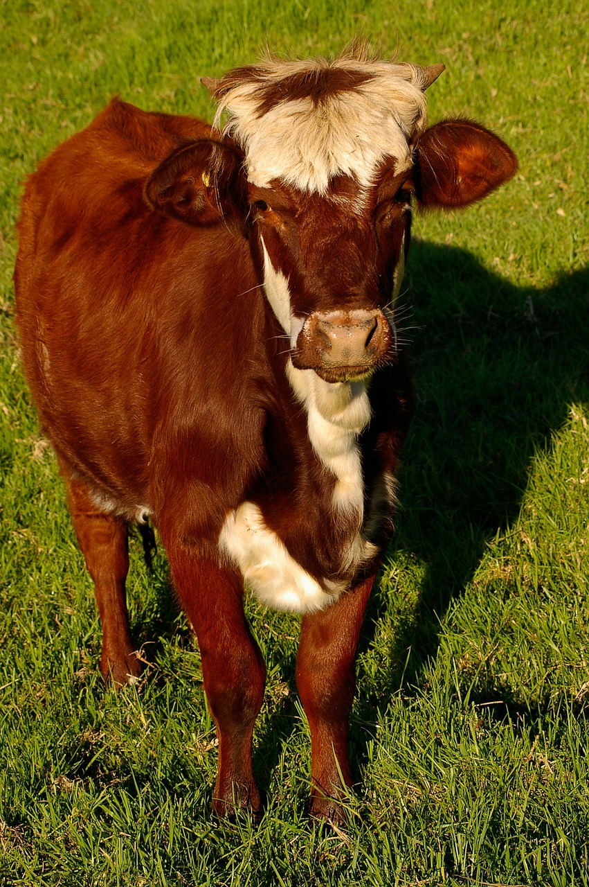 calf cattle stock free photo