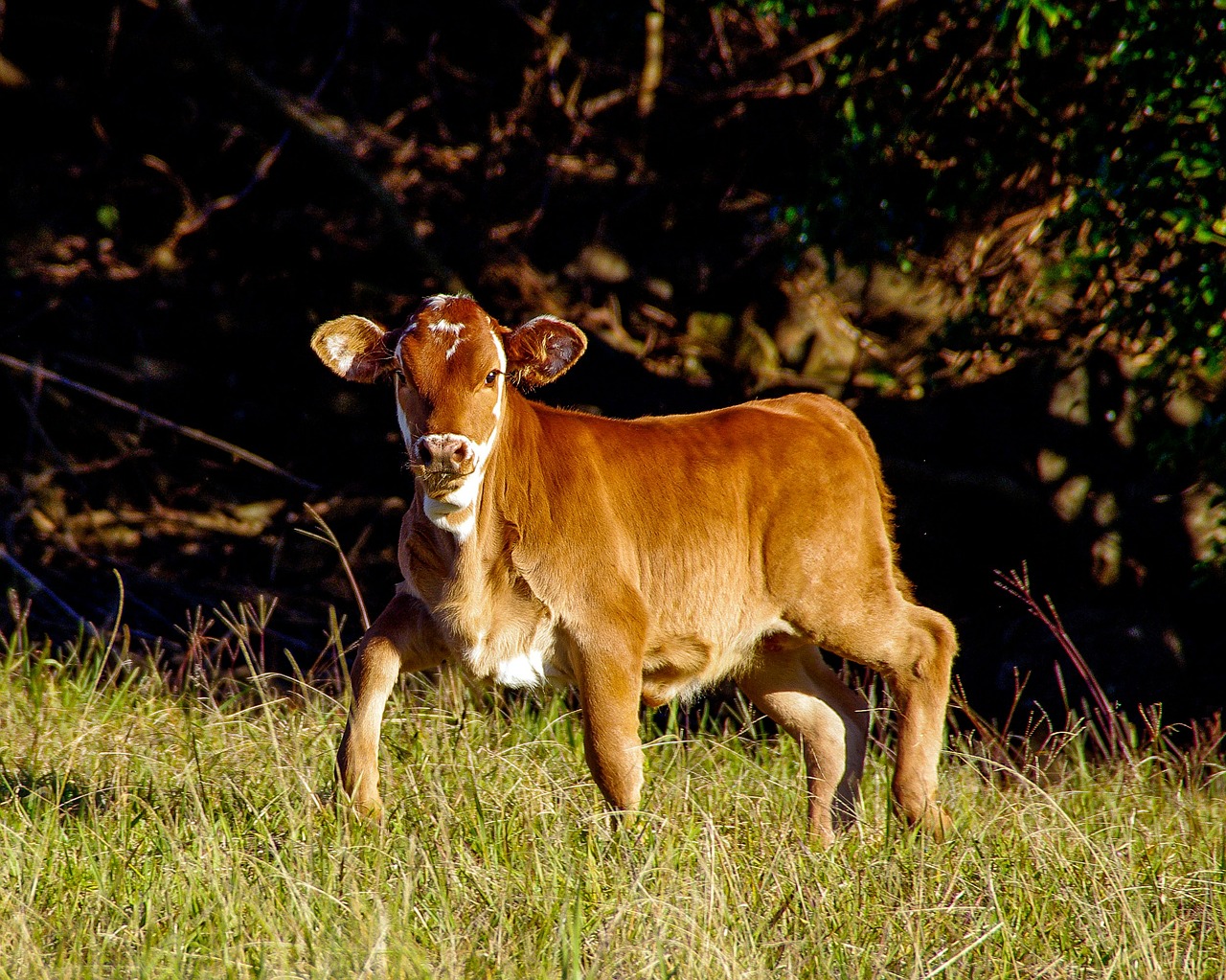 calf cattle stock free photo