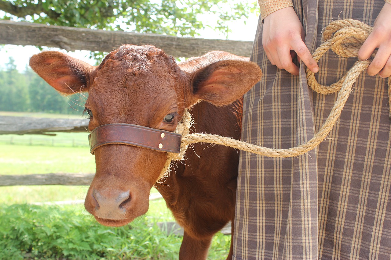 calf  cattle  farm animals free photo