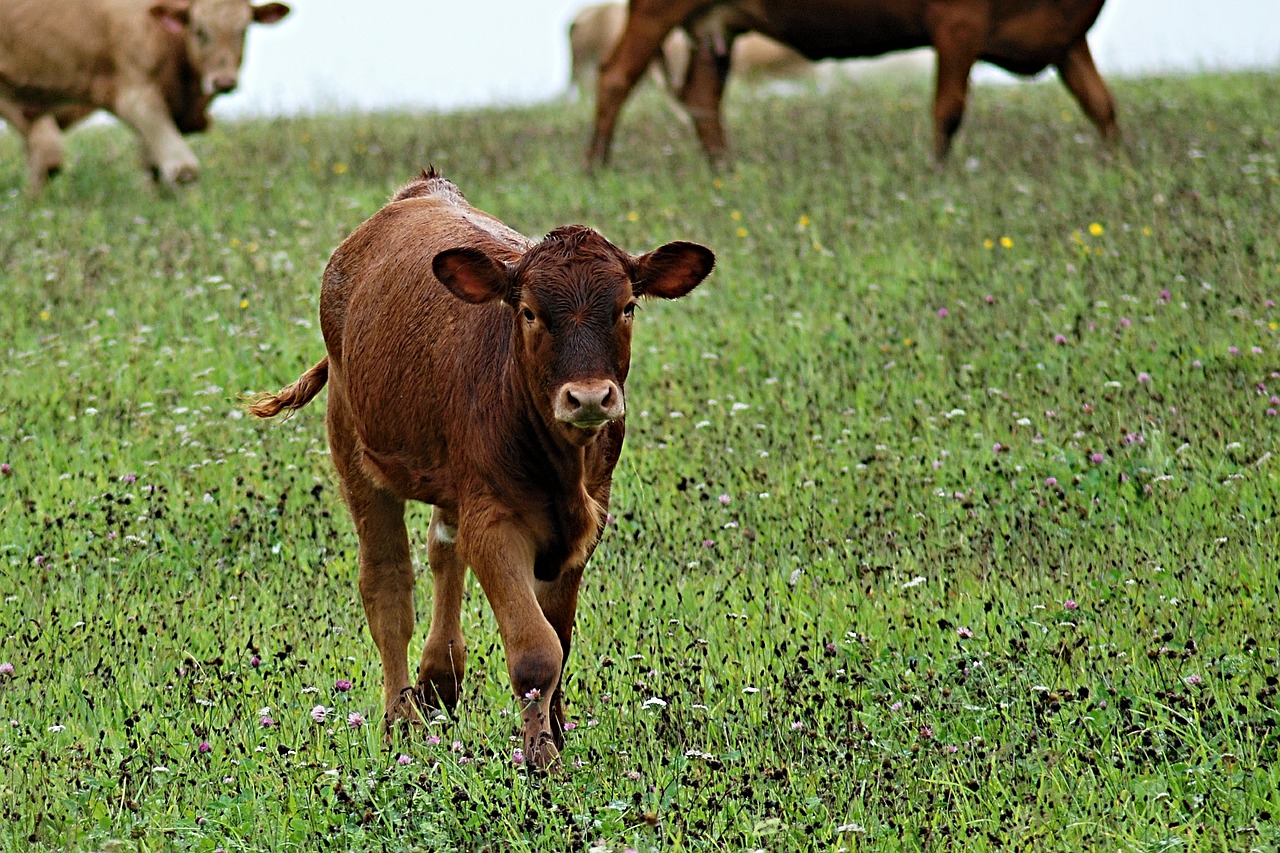 calf cow feast free photo