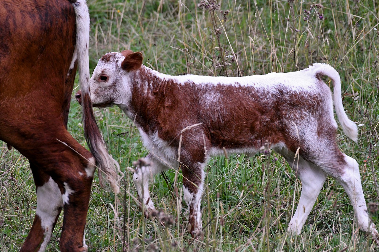 calf  witrug  cow free photo