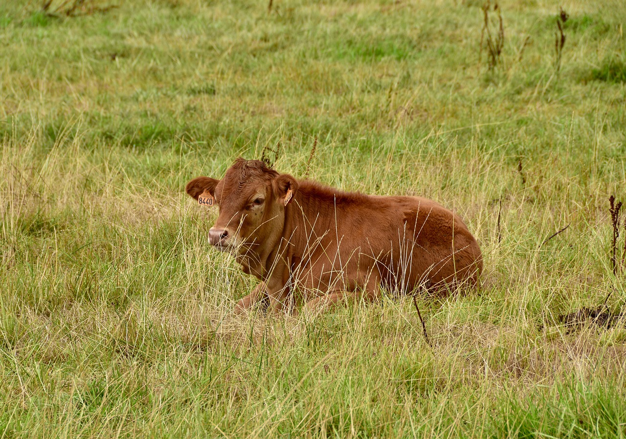 calf  cattle  limousin free photo