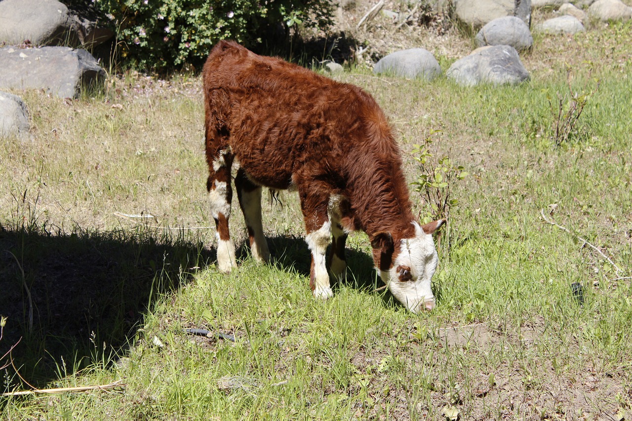 calf cow farming free photo