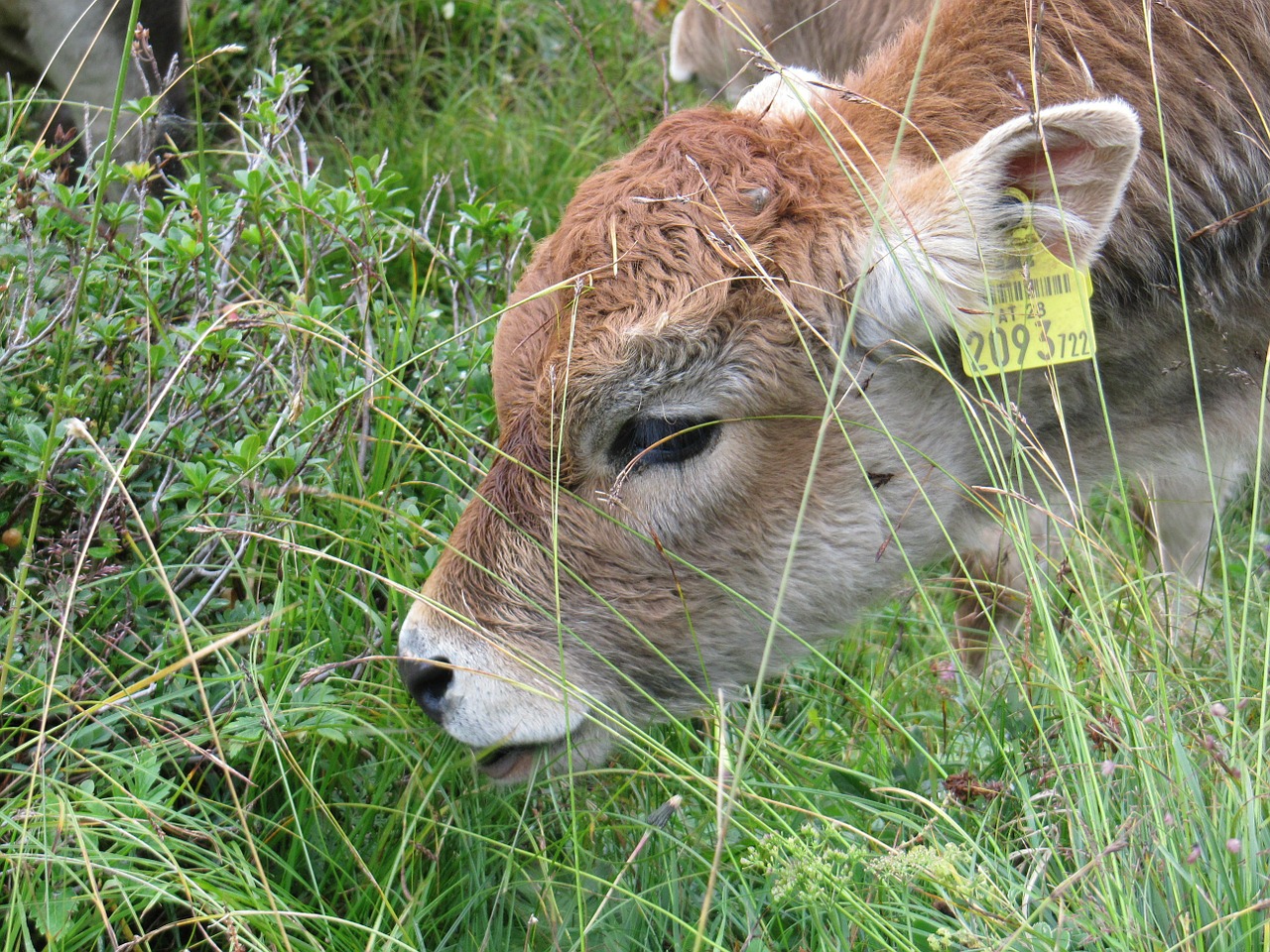 calf little calf animal free photo