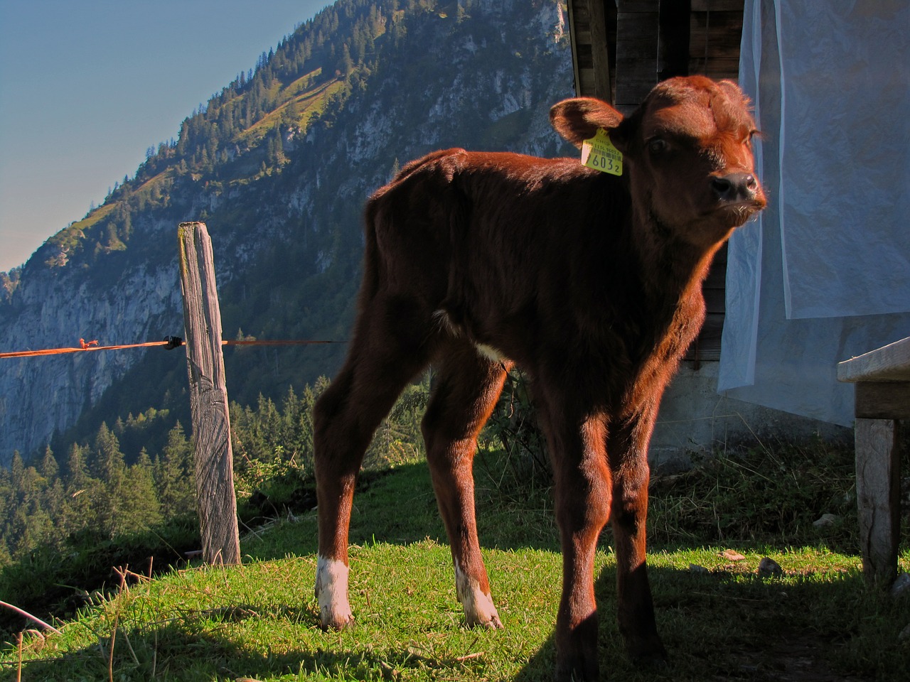 calf animal cow free photo