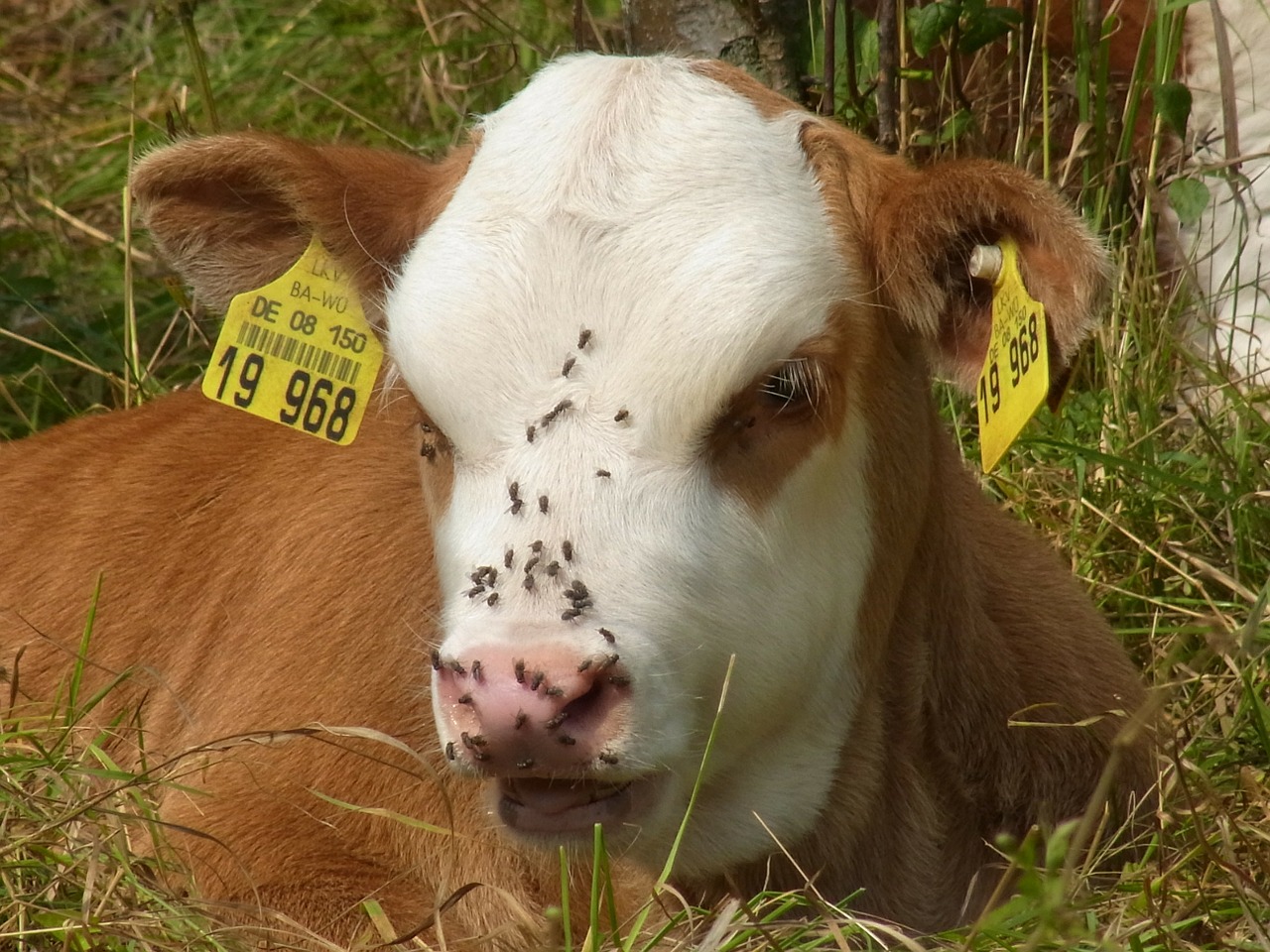 calf cow redneck cow free photo