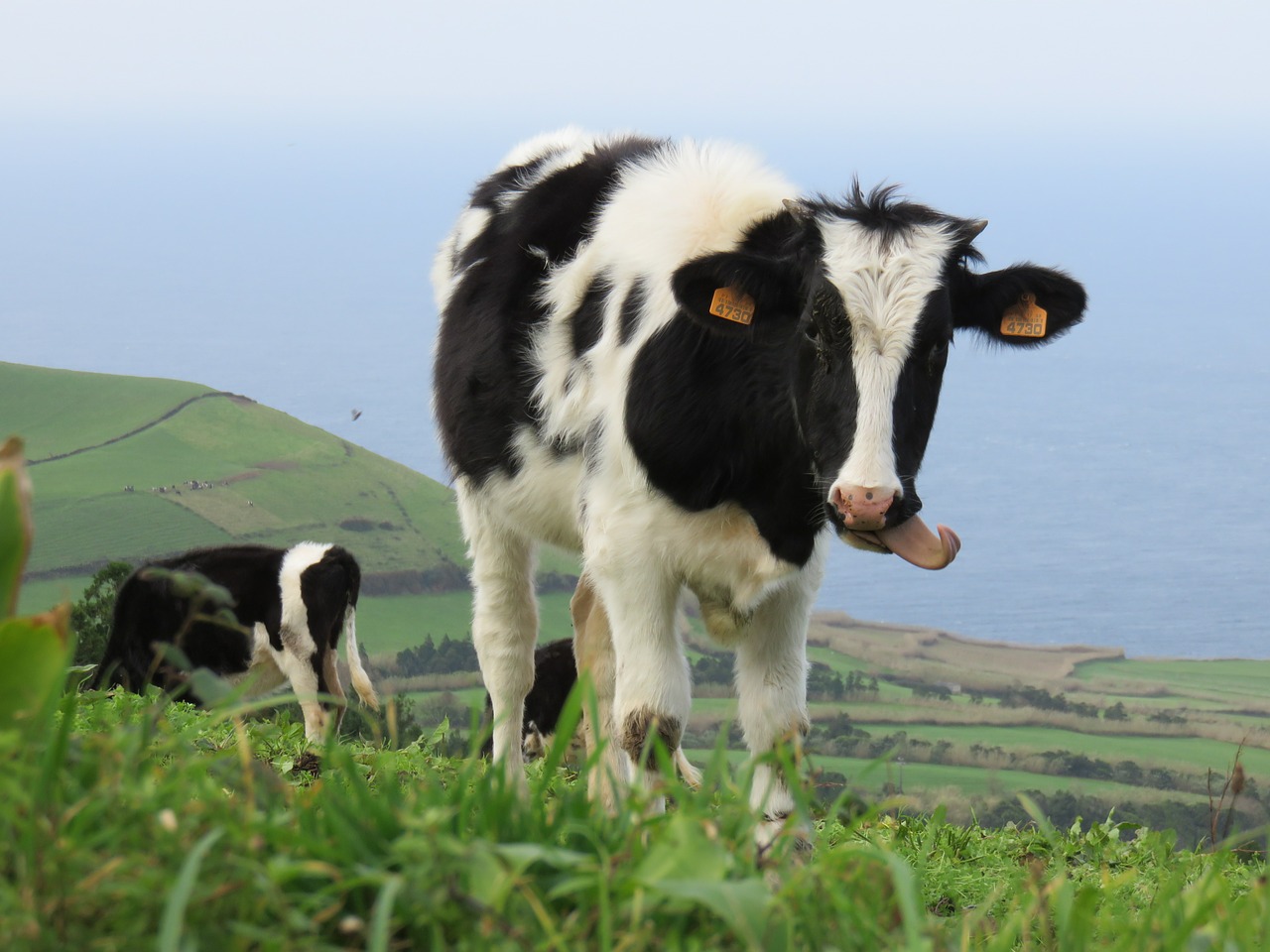 calf cow tongue free photo