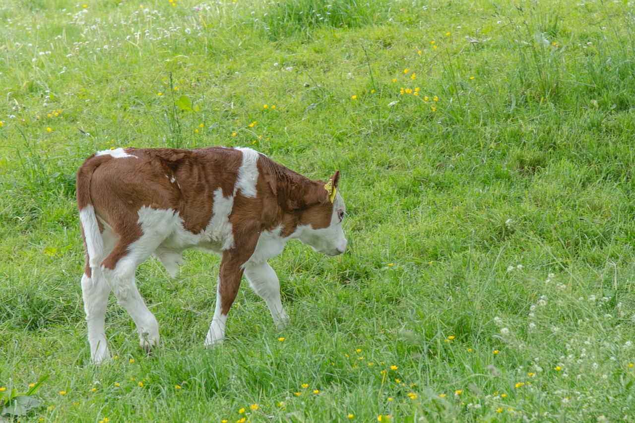 calf cow meadow free photo