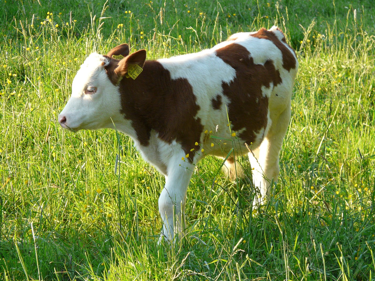 calf young animal cow free photo