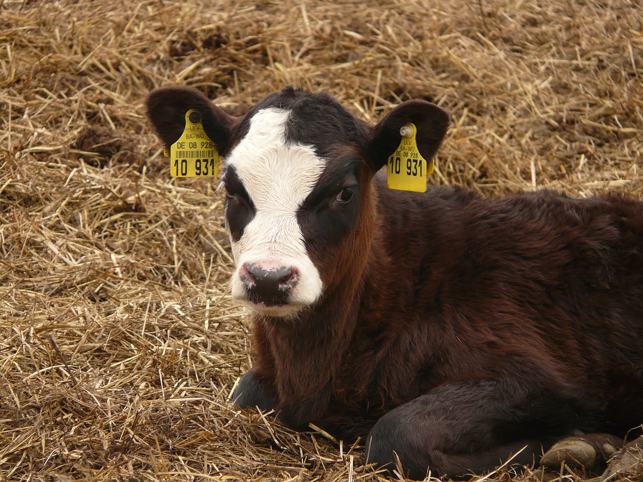 calf cow animal free photo