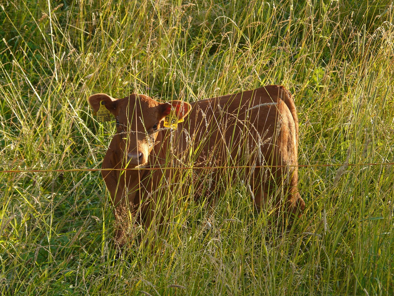 calf cow hidden free photo