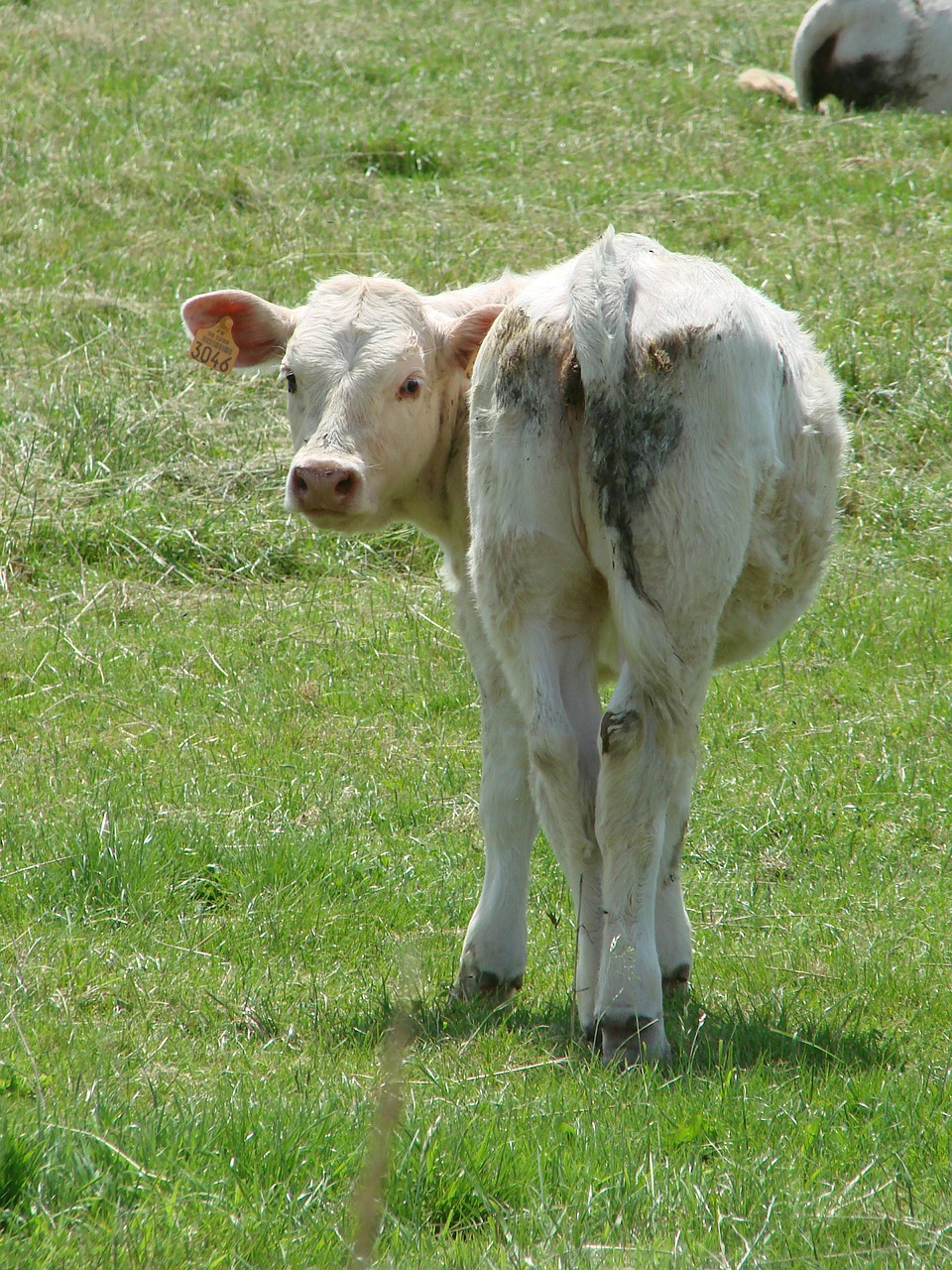 calf beef animal free photo