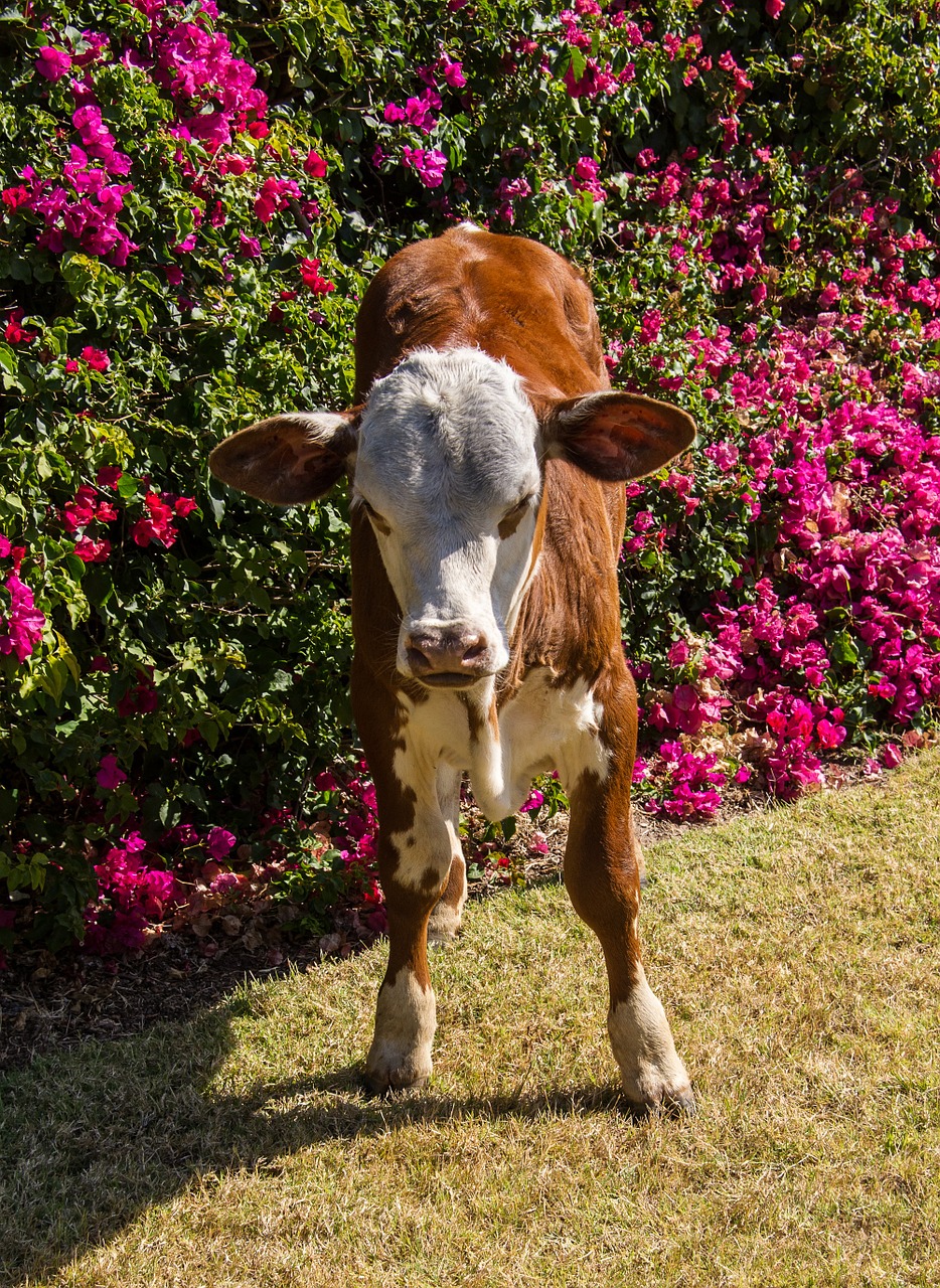 calf cattle stock free photo