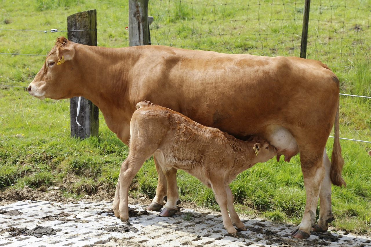 calf cow suckler free photo