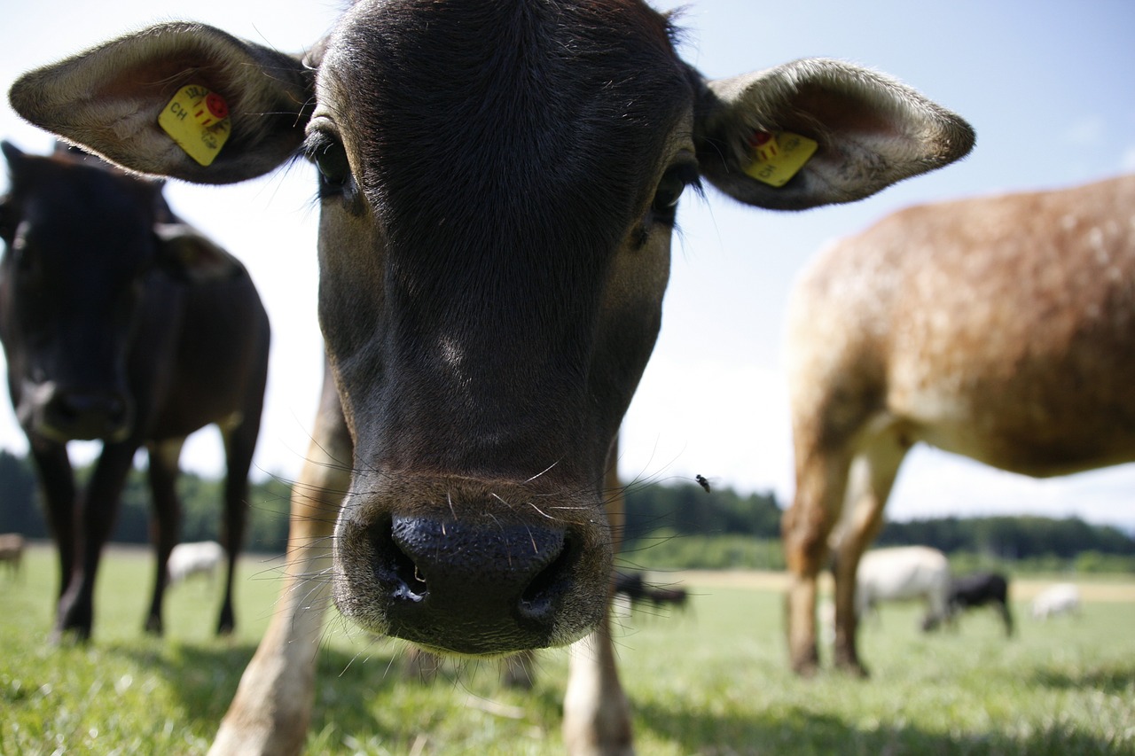 calf zebu cow free photo
