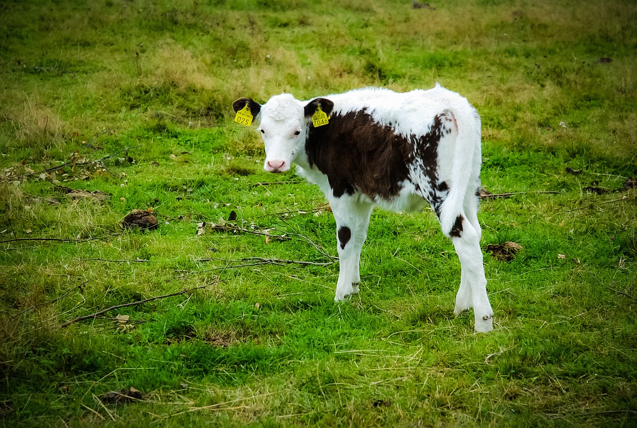calf bovine the cow free photo