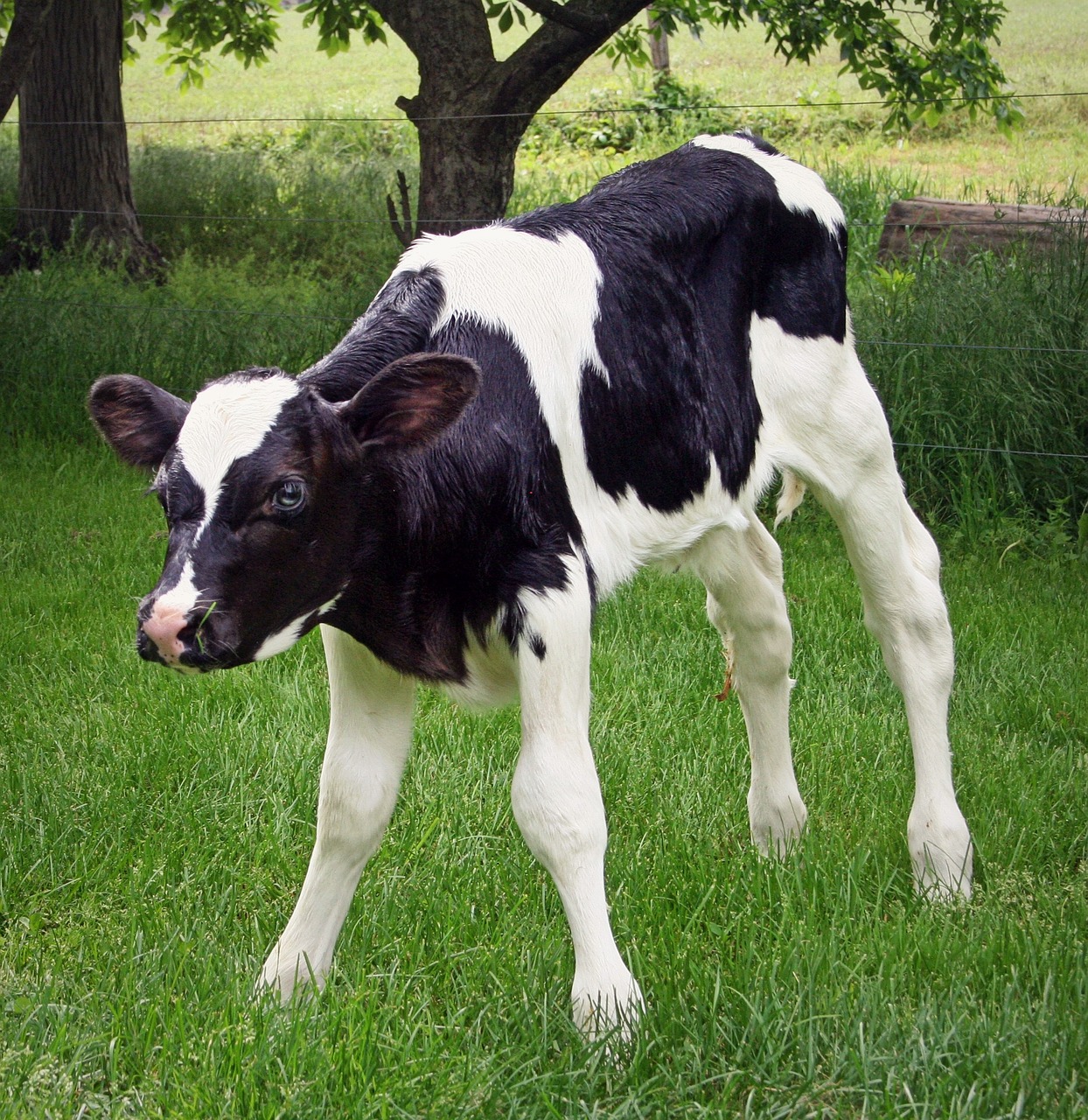calf holstein livestock free photo