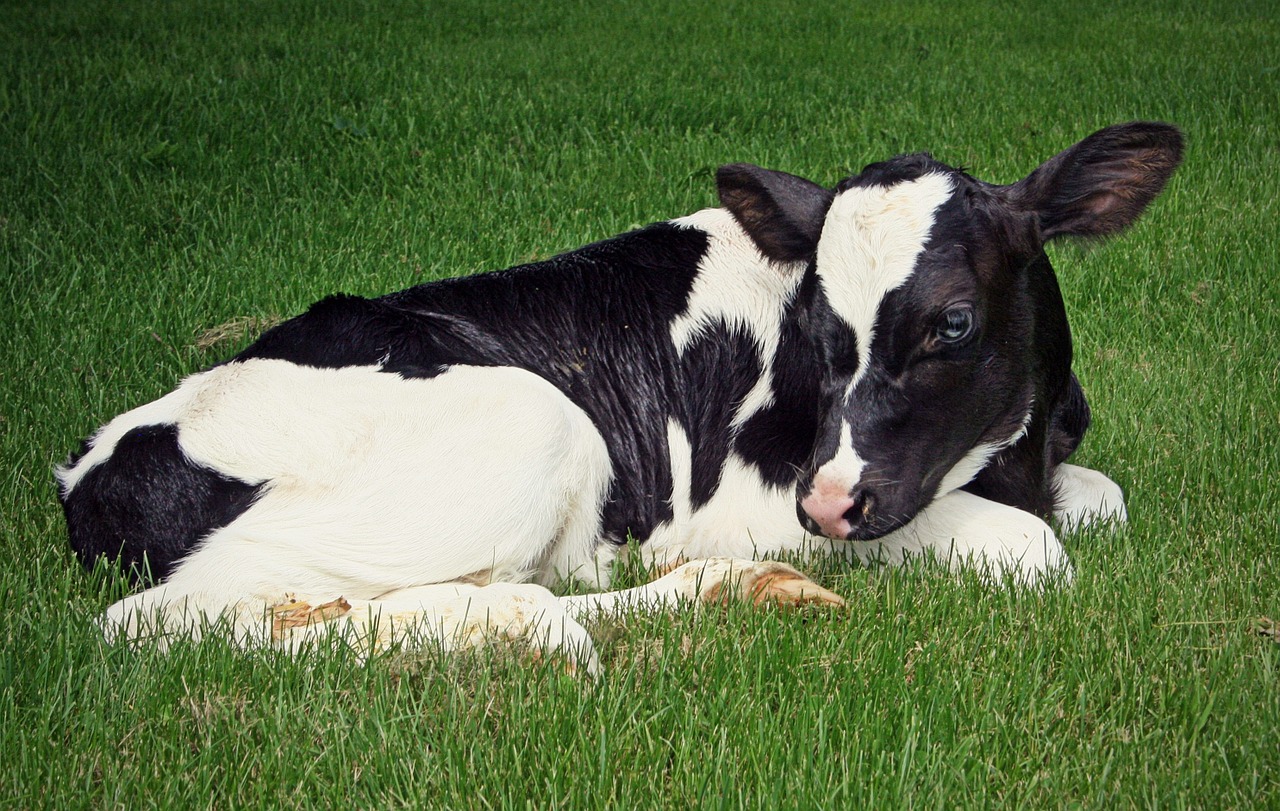 calf holstein dairy free photo