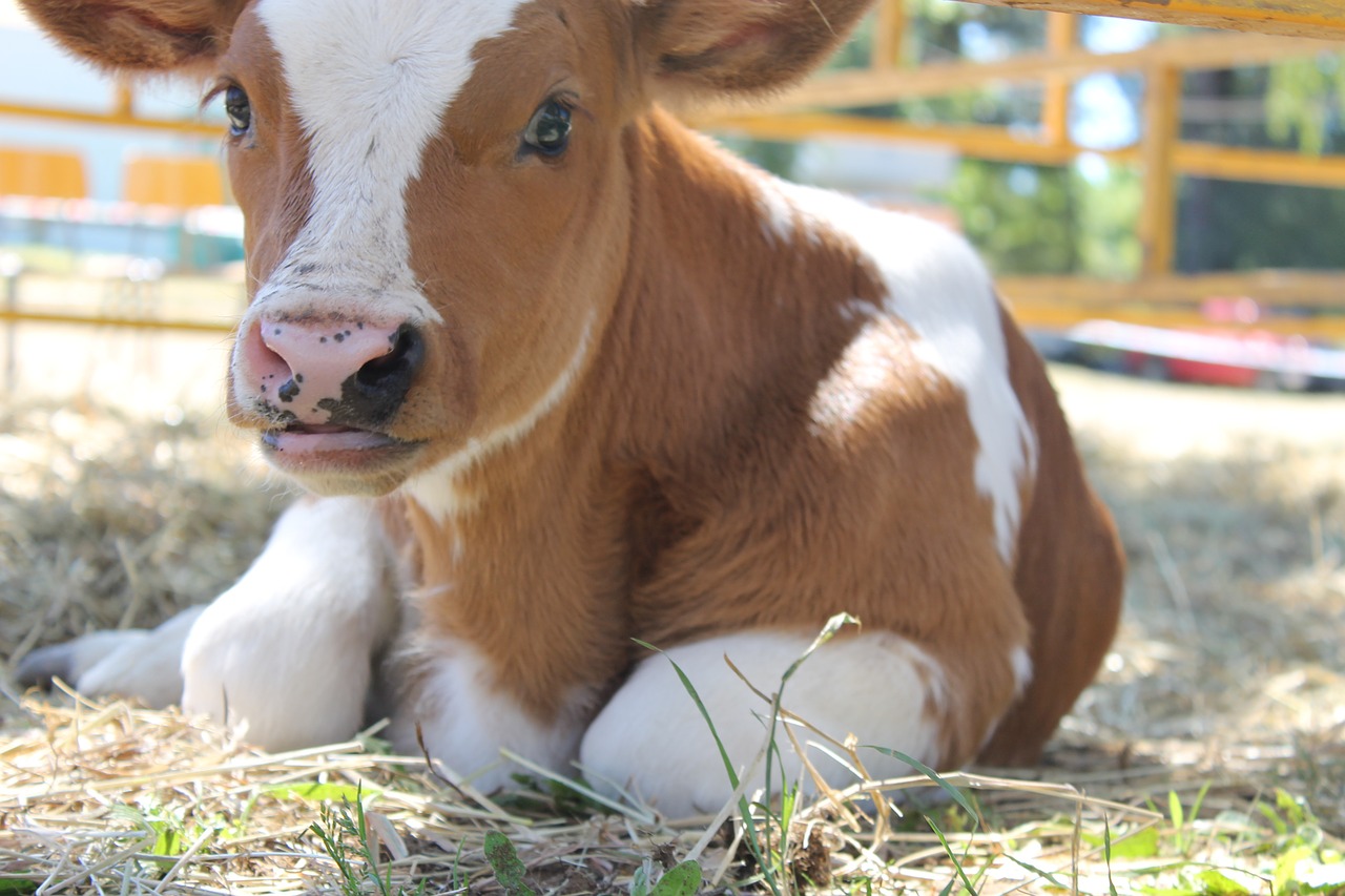 calf cow nature free photo