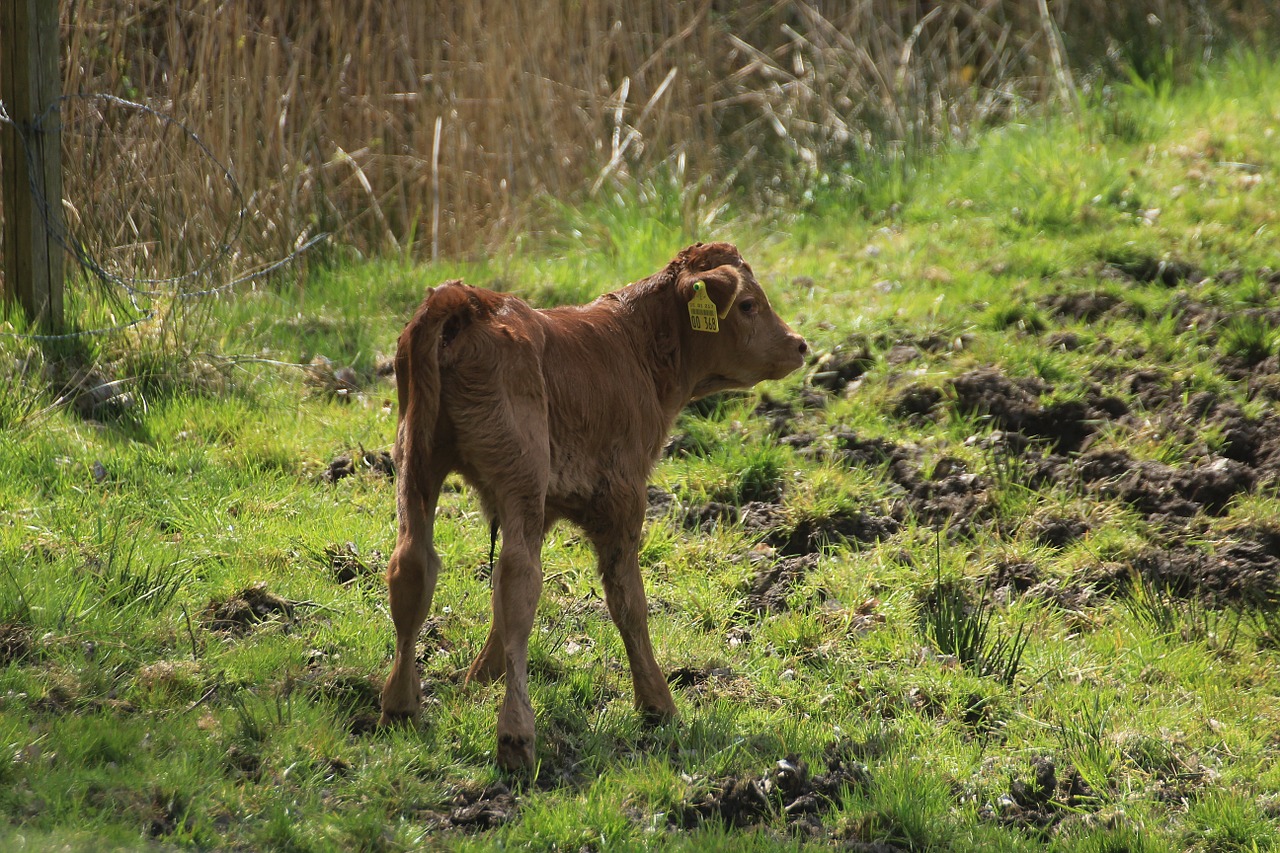 calf holstein cattle cow free photo