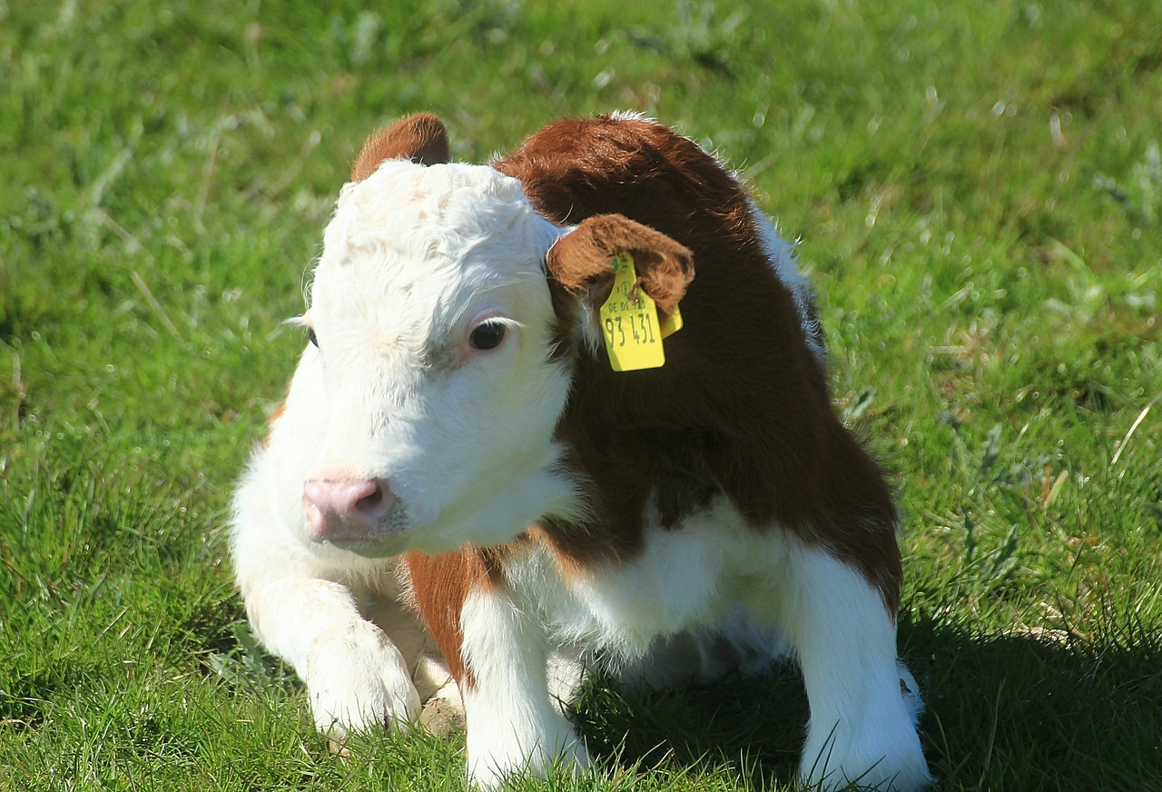 calf holstein cattle cow free photo