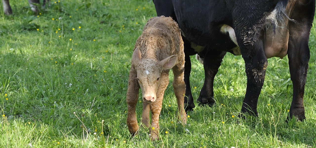 calf young animal animal free photo