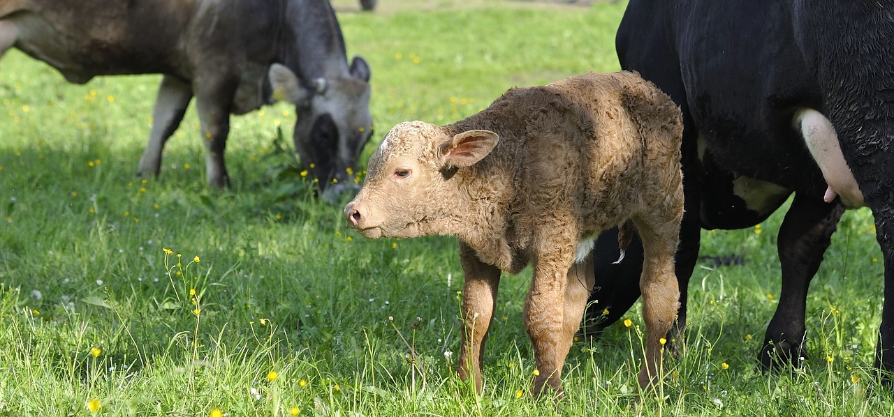 calf animal young animal free photo