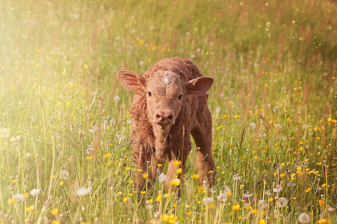 calf young animal beef free photo