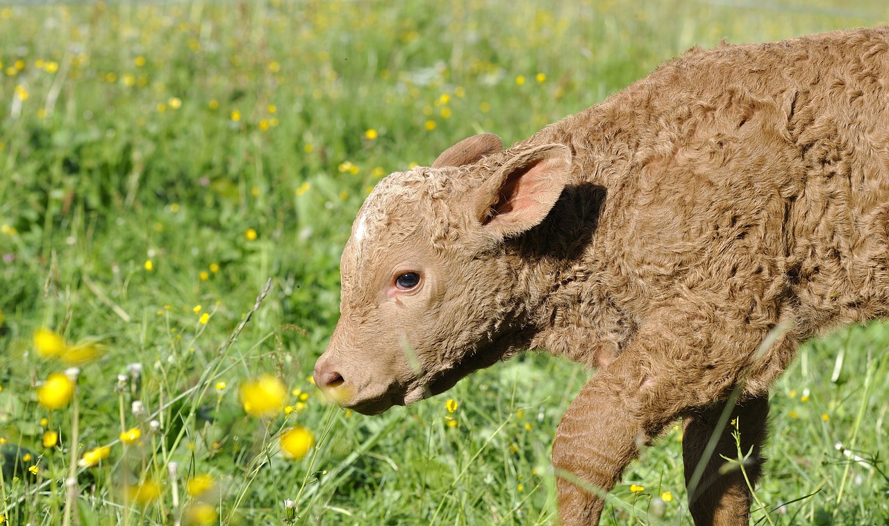 calf young animal livestock free photo