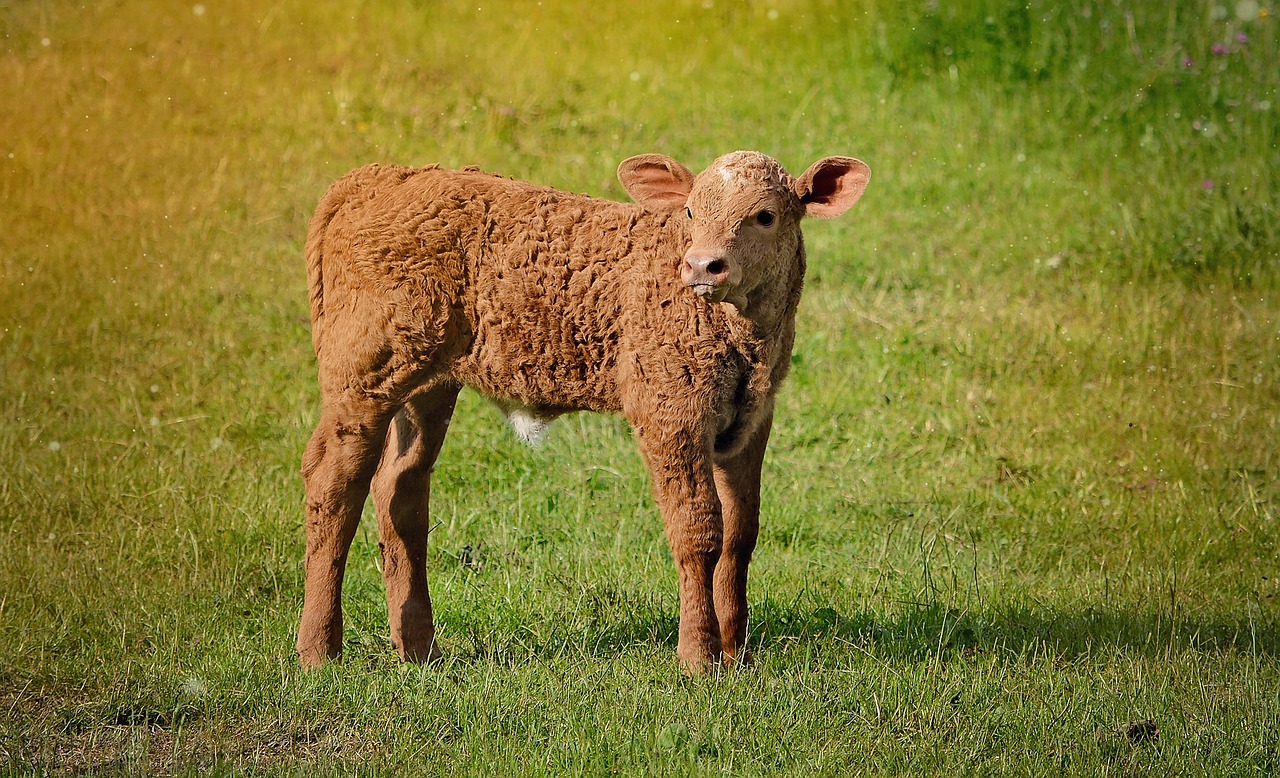 calf young animal beef free photo