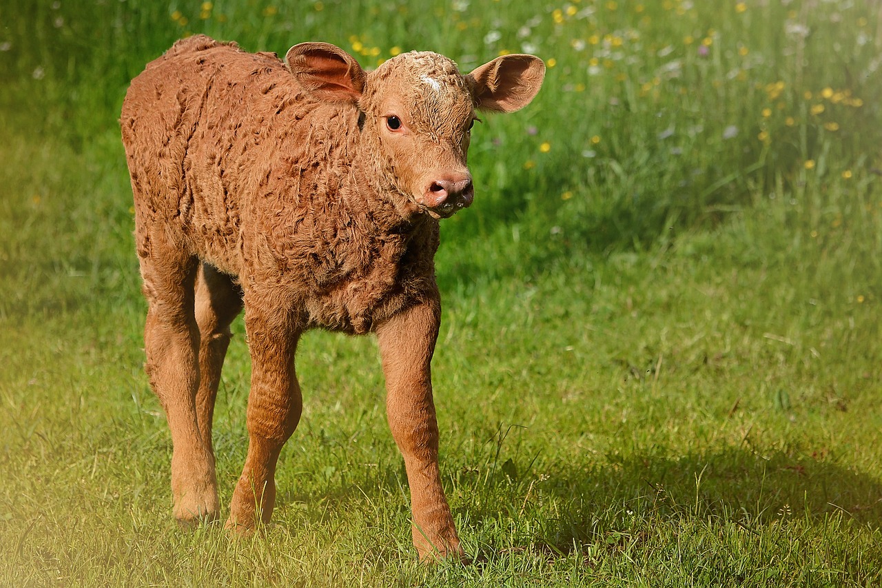 calf young animal beef free photo