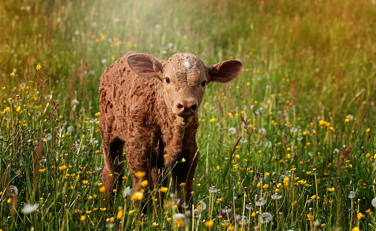 calf brown reddish free photo