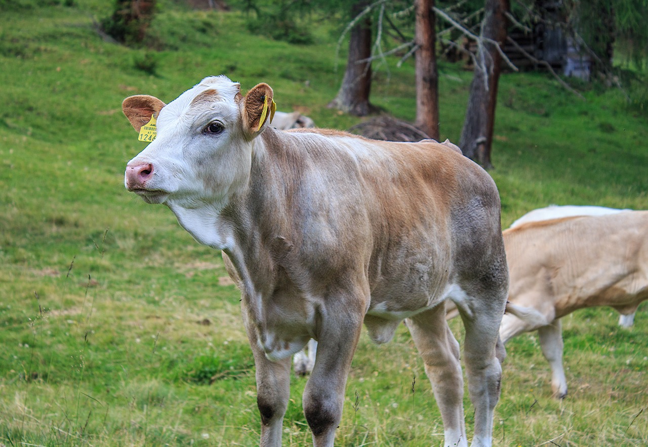 calf cow beef free photo