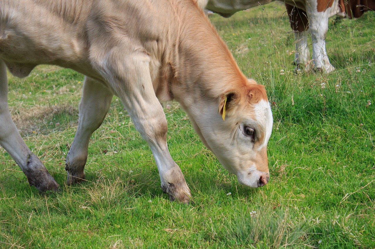 calf calves beef free photo