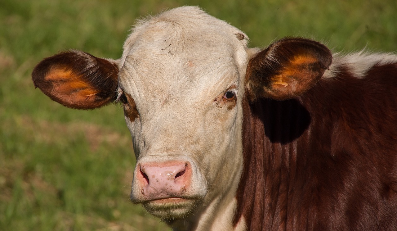 calf cattle stock free photo