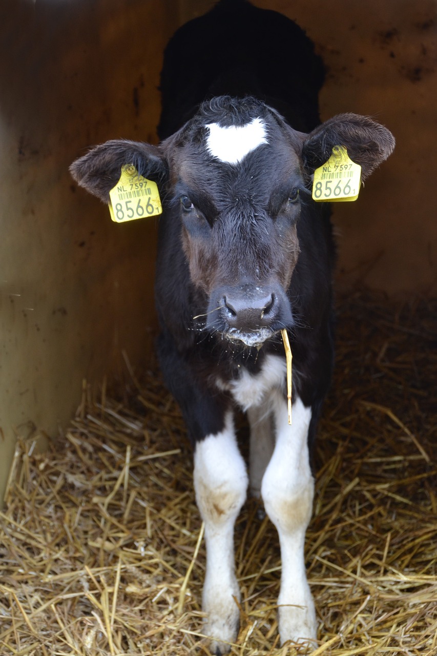 calf farm cow free photo