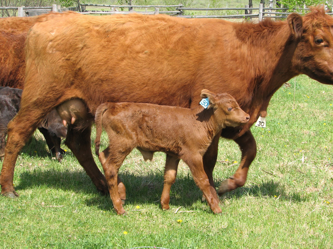 calf cow cattle free photo