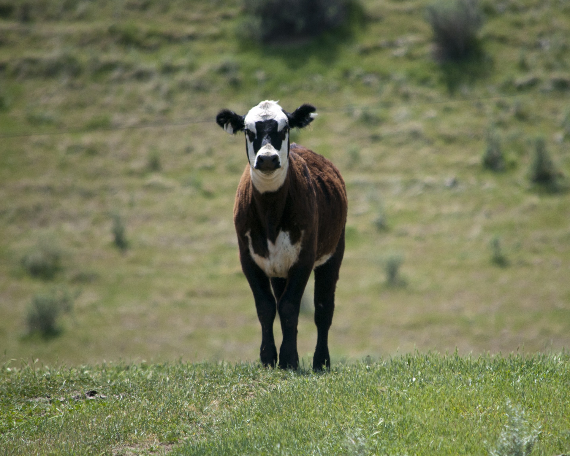 cow cows calf free photo