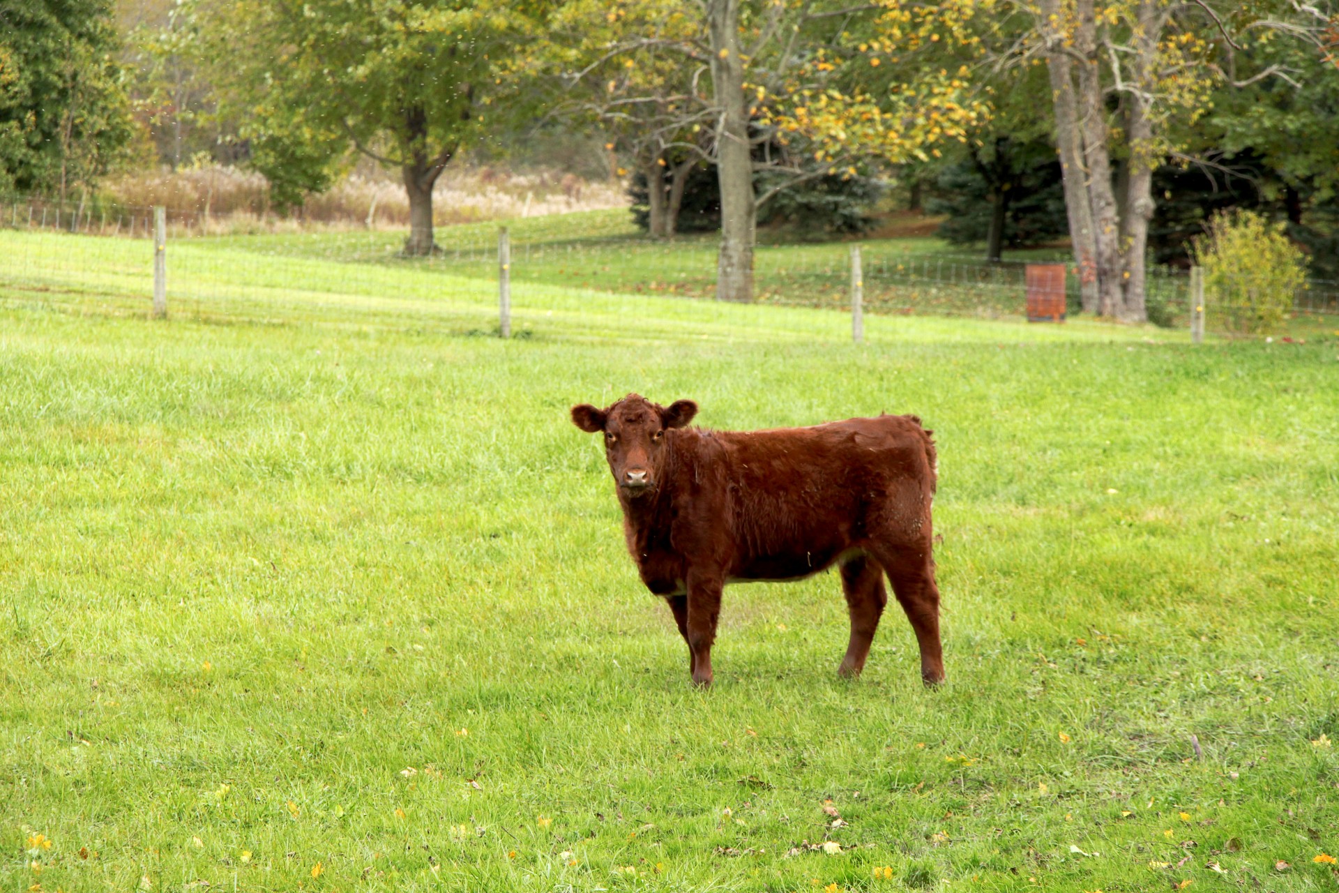 calf cow brown cow free photo