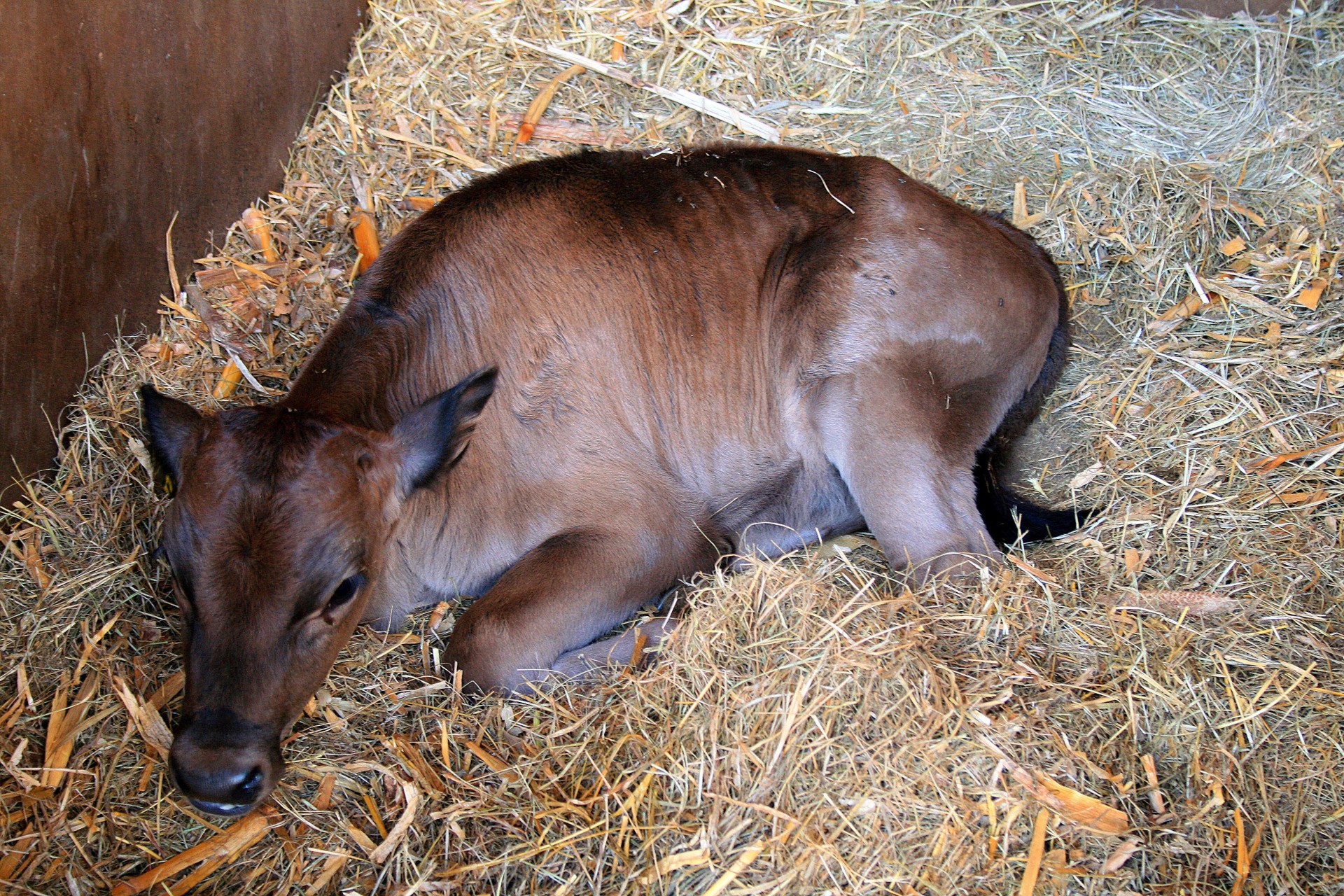 straw calf brown free photo