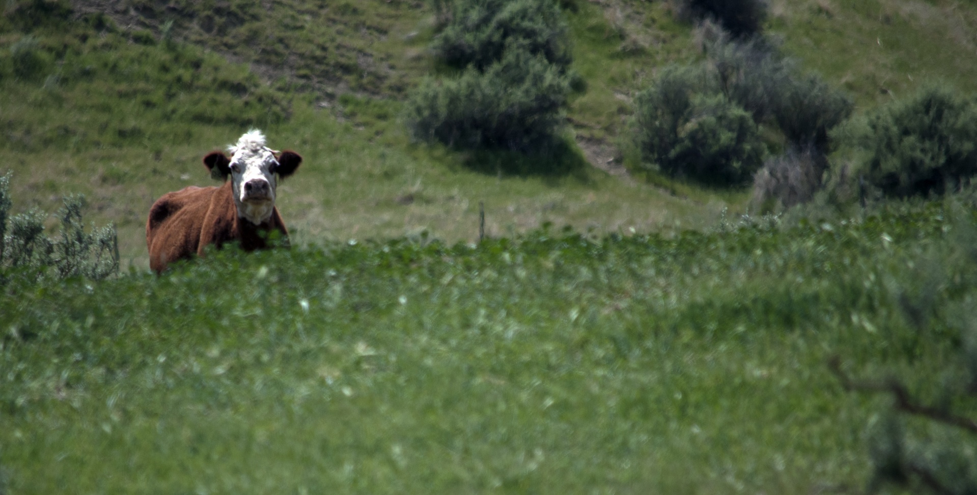 cow cows mammal free photo